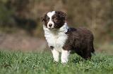BORDER COLLIE 834